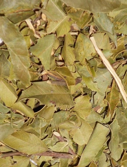 espinheira-santa-(planta)
